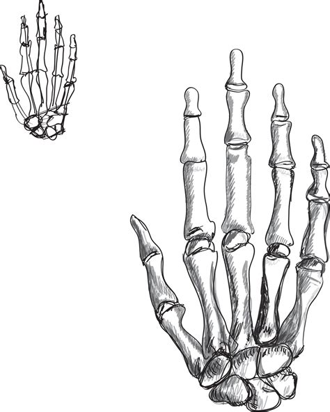 skeleton hand clipart|skeleton drawing full body.